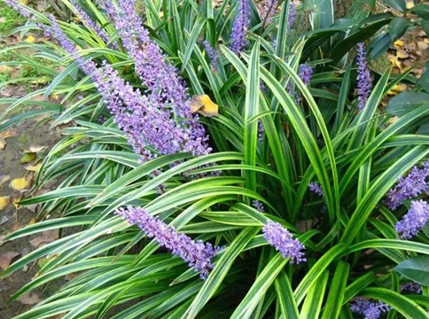 北方庭院耐寒观赏花树