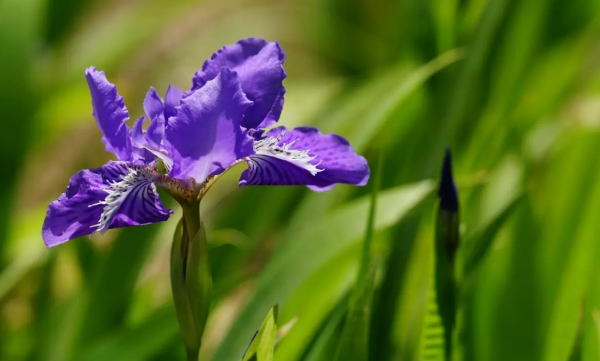 北方庭院耐寒观赏花树