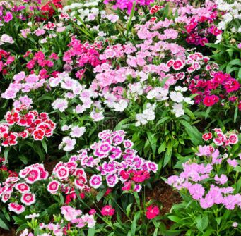 北方庭院耐寒观赏花树