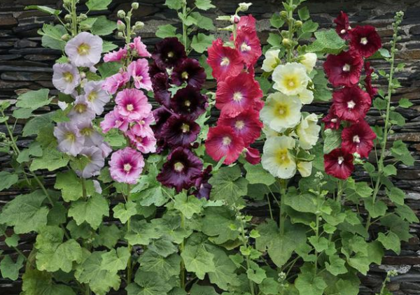 北方庭院耐寒观赏花树