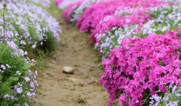 北方庭院耐寒观赏花树