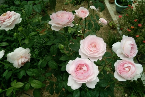 灌木月季我的心优缺点