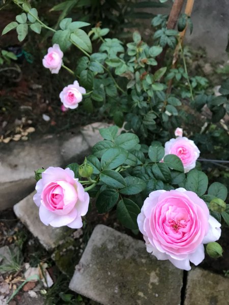 灌木月季我的心优缺点