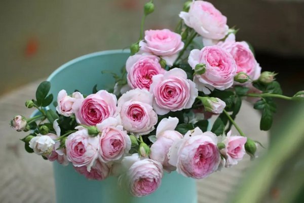 灌木月季我的心优缺点