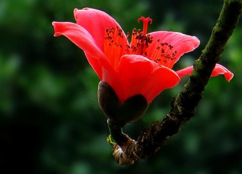 广州的市树是什么树