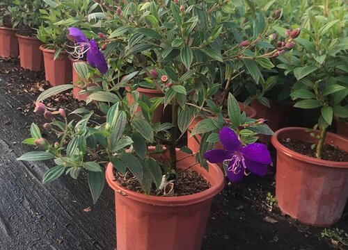 巴西野牡丹花期是什么时候