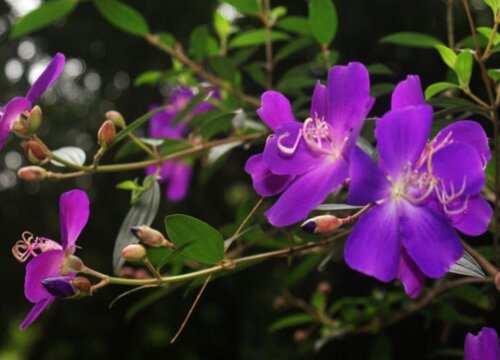 巴西野牡丹花期是什么时候