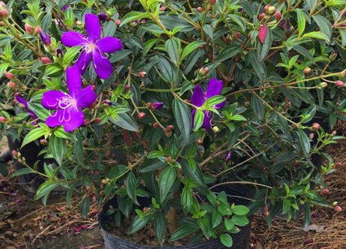 巴西野牡丹花期是什么时候