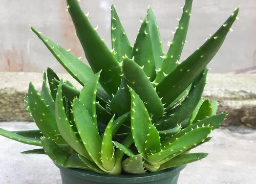 元宝芦荟养殖需要注意哪些问题