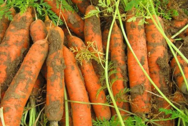 七八月份适合种植的农作物