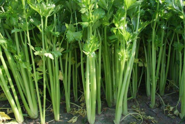 七八月份适合种植的农作物