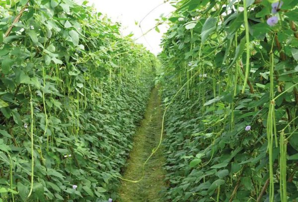 七八月份适合种植的农作物