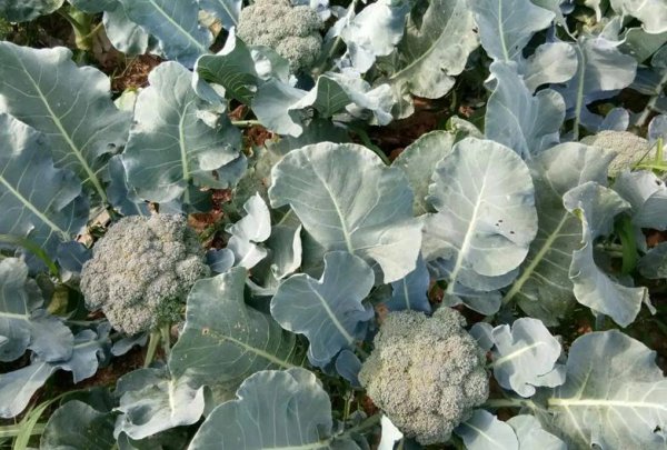 七八月份适合种植的农作物