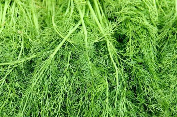 七八月份适合种植的农作物