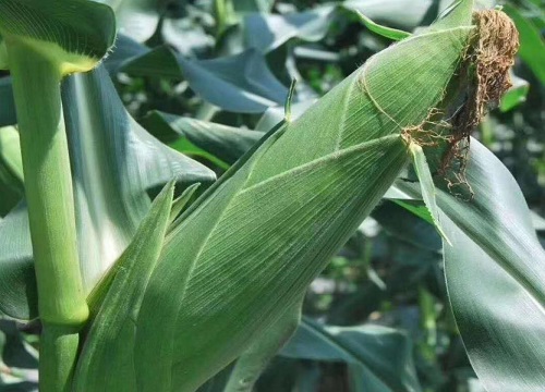 排名第一的玉米品种