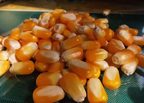 排名第一的玉米品种