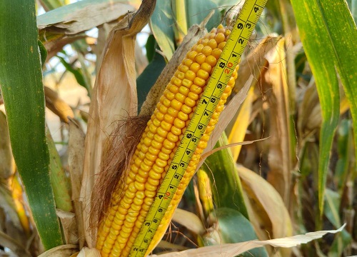 排名第一的玉米品种