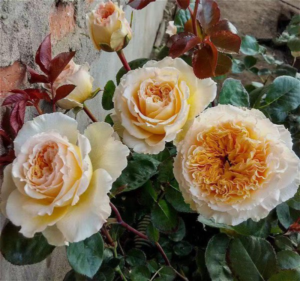 碧翠丝月季的特点