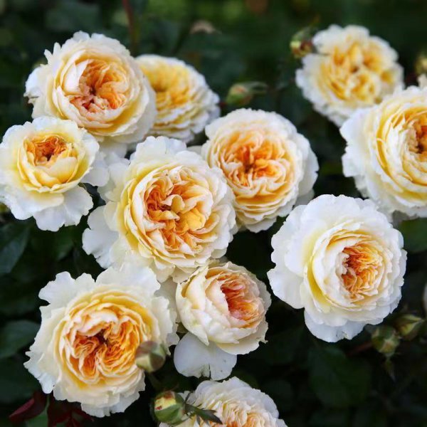 碧翠丝月季的特点