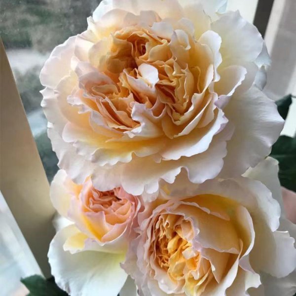 碧翠丝月季的特点