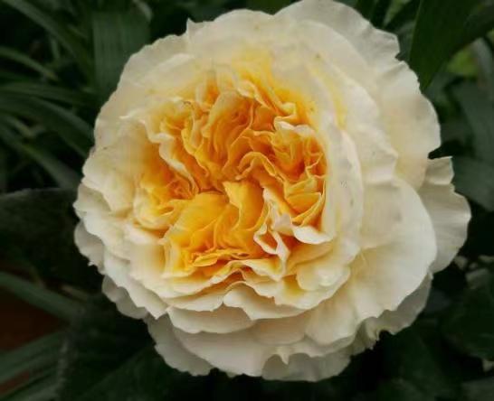 碧翠丝月季的特点