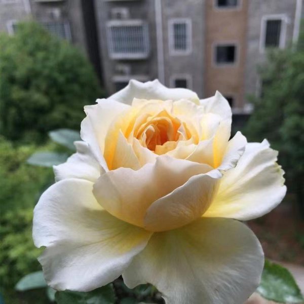 碧翠丝月季的特点