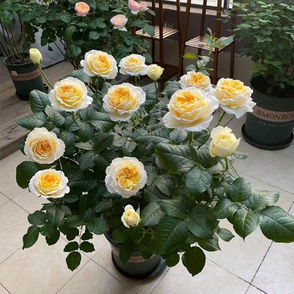 碧翠丝月季的特点