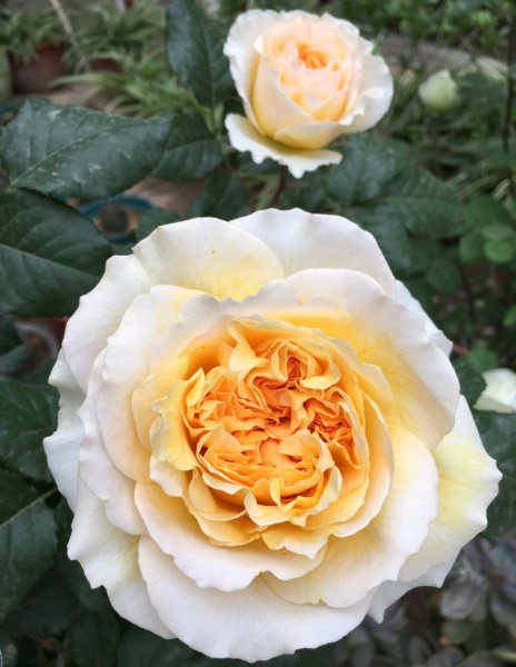 碧翠丝月季的特点