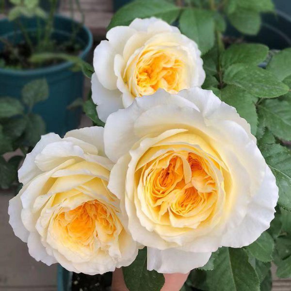 碧翠丝月季的特点