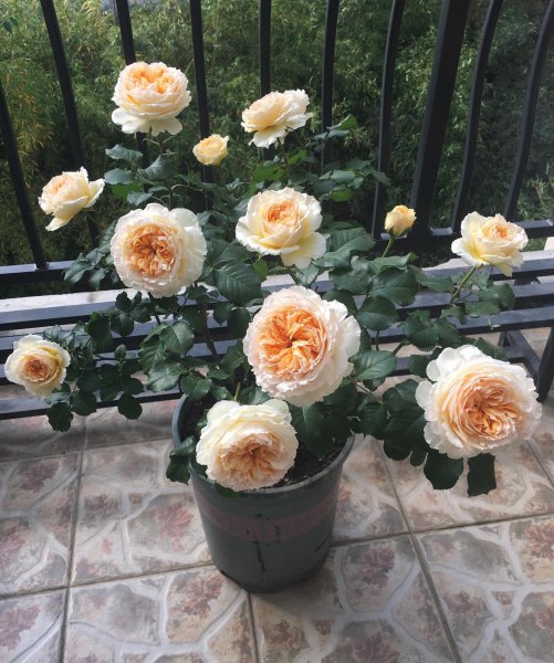 碧翠丝月季的特点