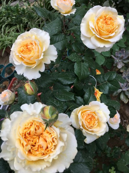 碧翠丝月季的特点