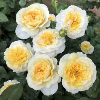 碧翠丝月季的特点