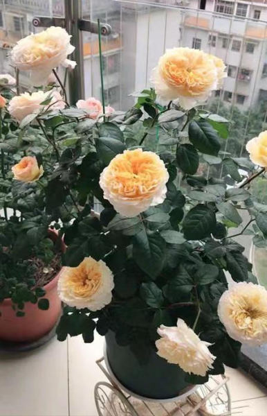 碧翠丝月季的特点