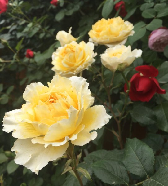 碧翠丝月季的特点