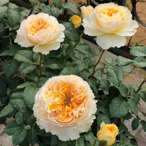 碧翠丝月季的特点