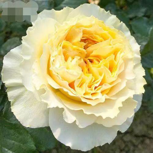 碧翠丝月季的特点