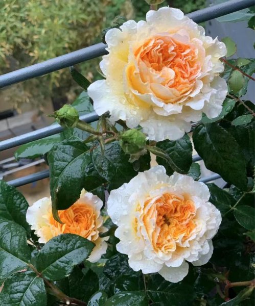 碧翠丝月季的特点