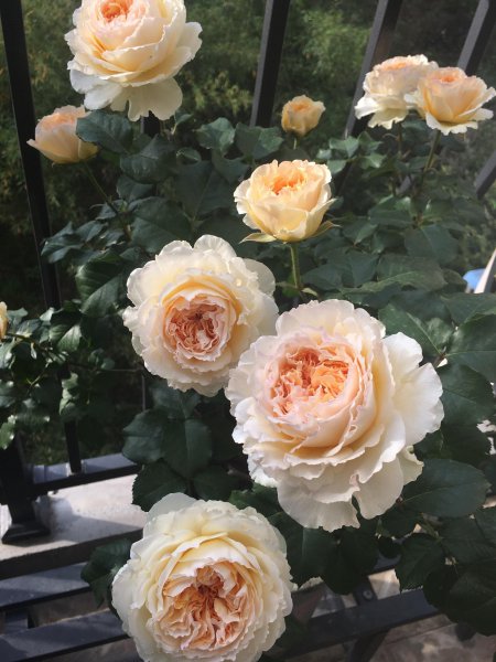 碧翠丝月季的特点