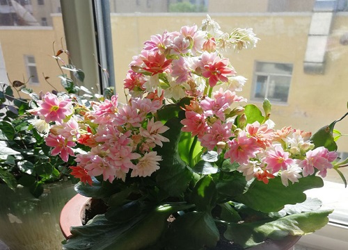 长寿花老桩怎么扦插一个星期长满芽