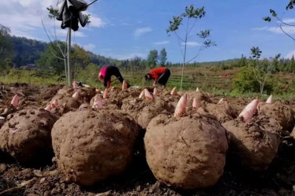 农村种植什么赚钱最快最稳不愁销路