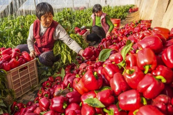 农村种植什么赚钱最快最稳不愁销路