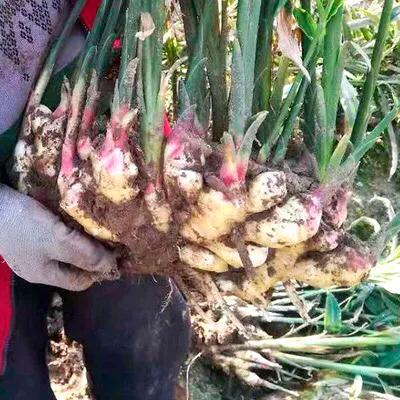 生姜喷施磷酸二氢钾的作用