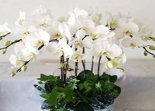 如何养好蝴蝶兰植株长得棒