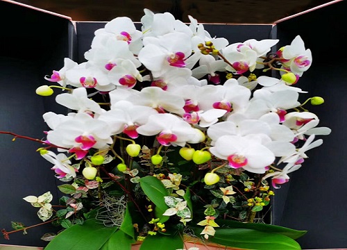 如何养好蝴蝶兰植株长得棒