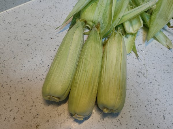 煮玉米需要多长时间冷水下锅吗