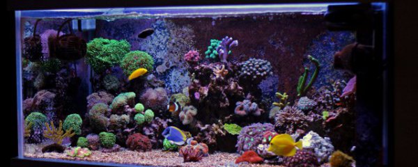 家庭怎么制作鱼缸水