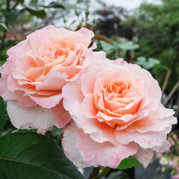 奥古斯塔路易斯月季是灌木吗