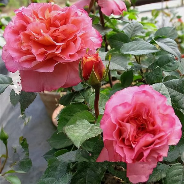 奥古斯塔路易斯月季是灌木吗