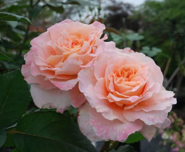 奥古斯塔路易斯月季是灌木吗