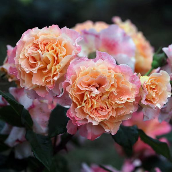 奥古斯塔路易斯月季是灌木吗